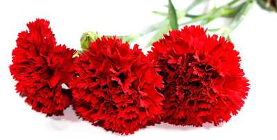 В Уфе почтили память Героя Советского Союза Натальи Ковшовой